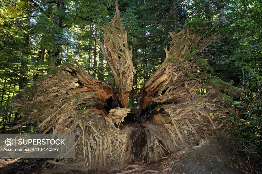 Downed tree in Cathedral Grove undergrowth Canada