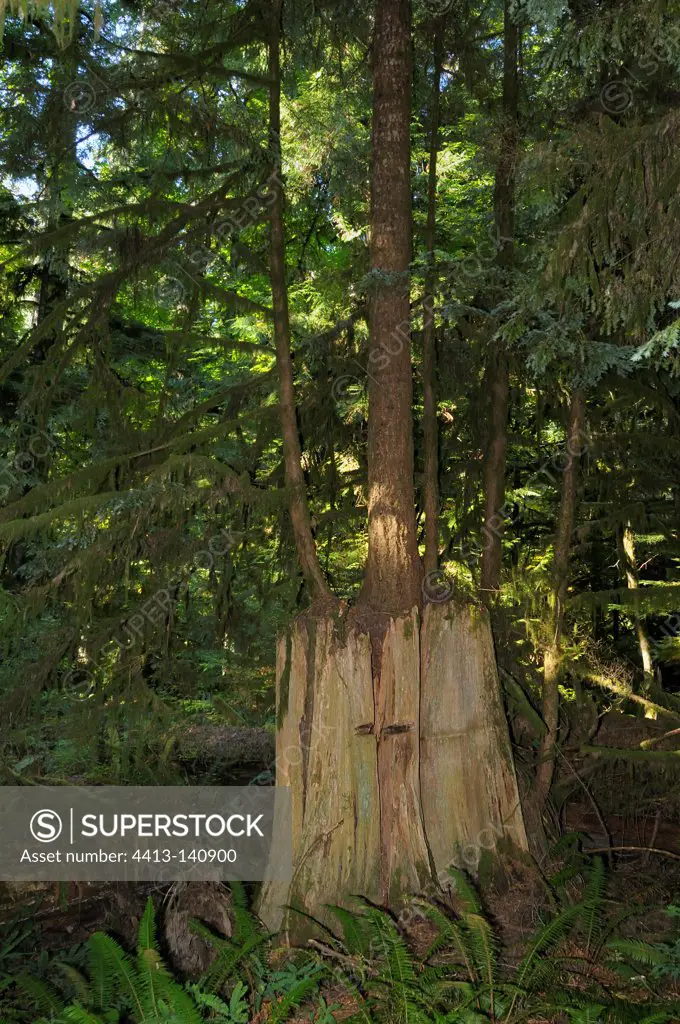 Tree growing on a stump Cathedral Grove Canada