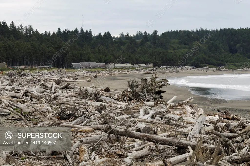 Deadwood stranded La Push Beach Olympic NP Washington USA