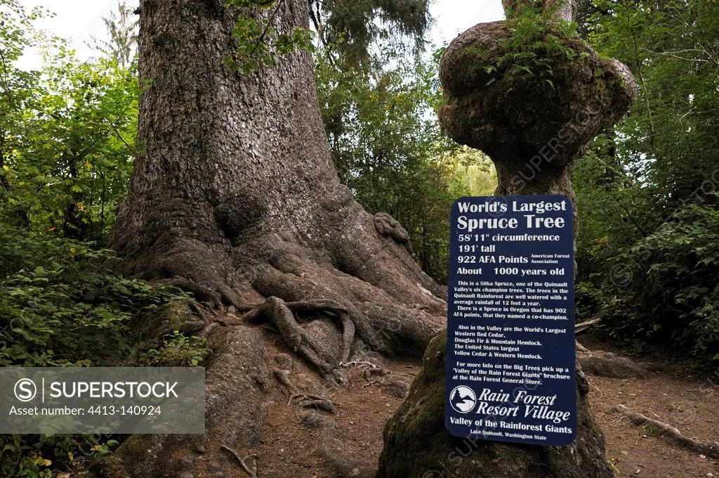 Big Sitka spruce tree Quinault Rain Forest Olympic NP