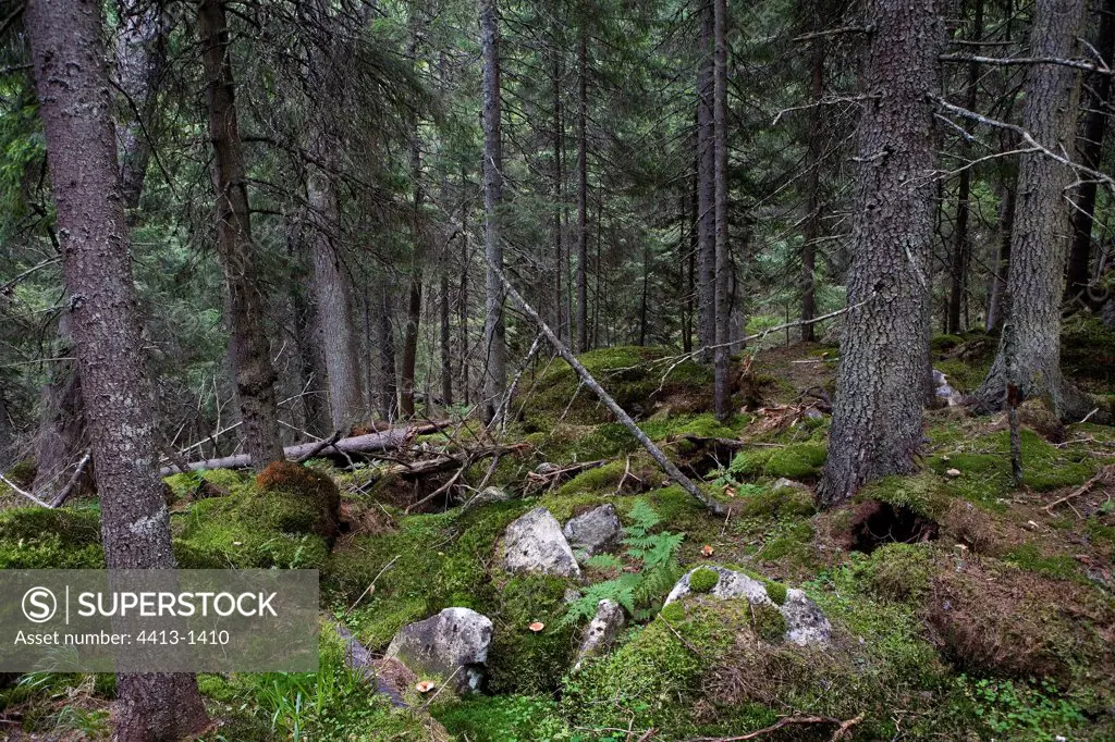 Forest of the National park of Retezat Carpates Romania