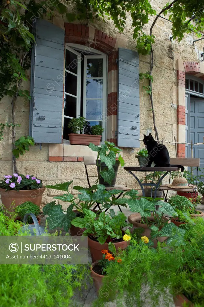 Vegetable garden in pots and cat in spring PACA France