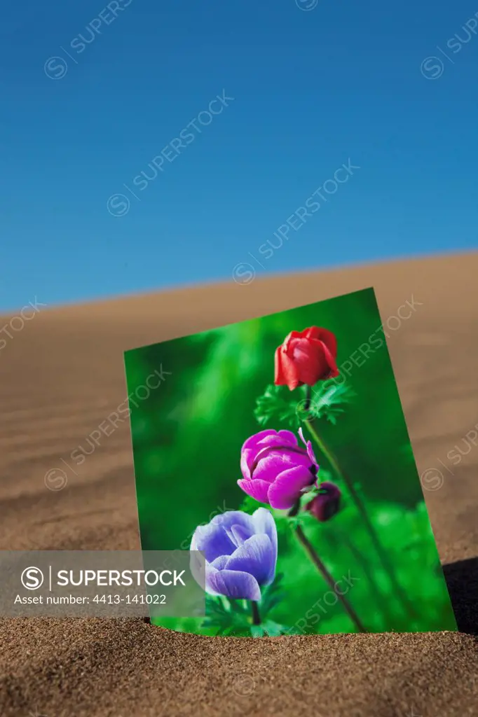 Photo of flowers in the desert of the Draa Valley Morocco