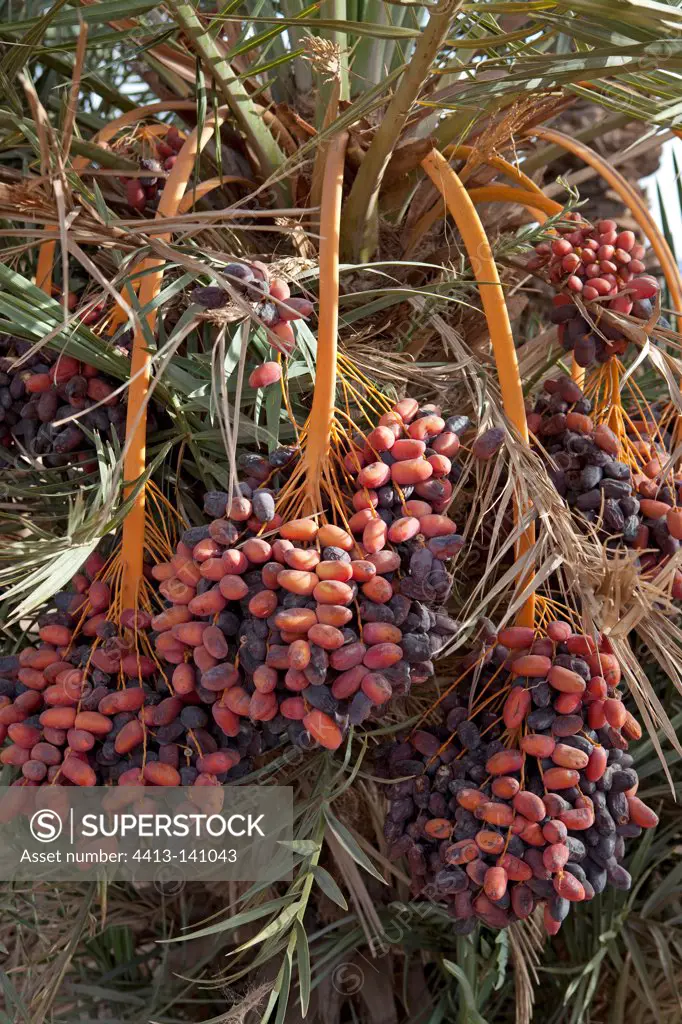 Dates in a palm grove in the Draa Valley in Morocco