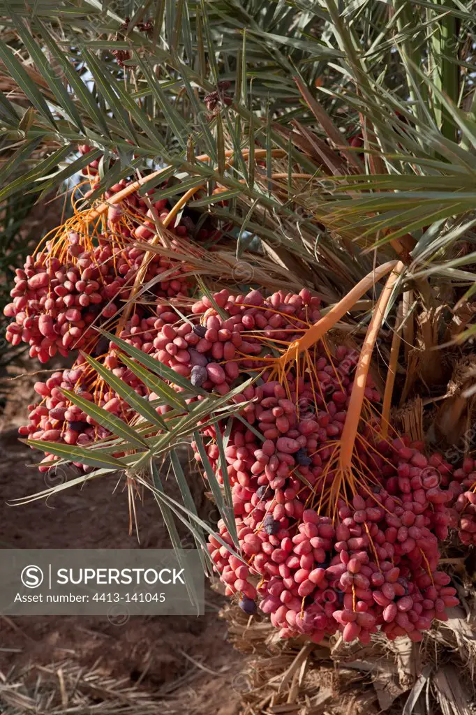 Dates in a palm grove in the Draa Valley in Morocco