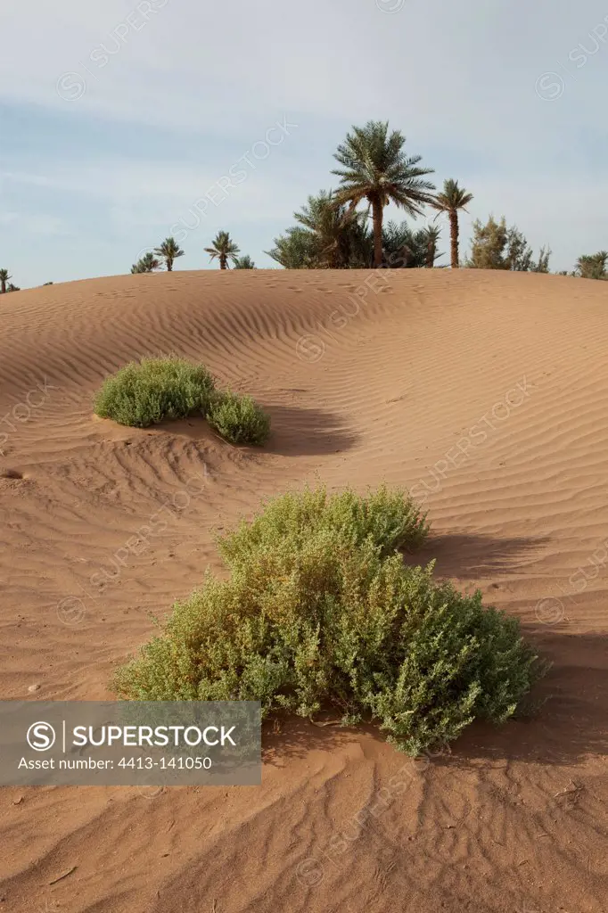 Desert plant in the Draa Valley in Morocco