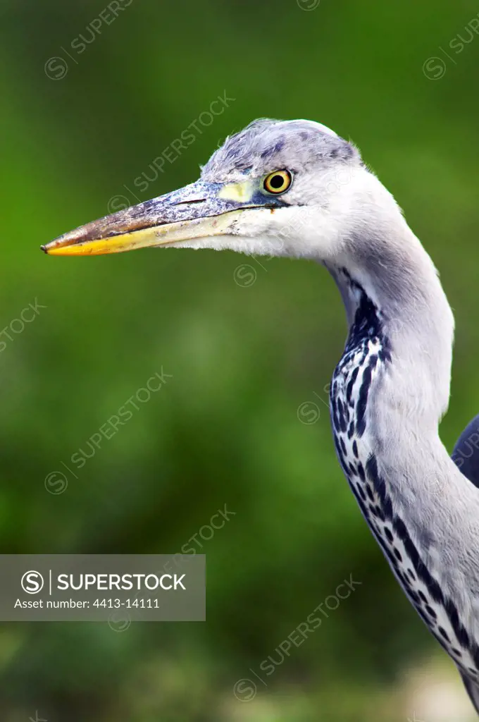 Portrait of a Grey heron