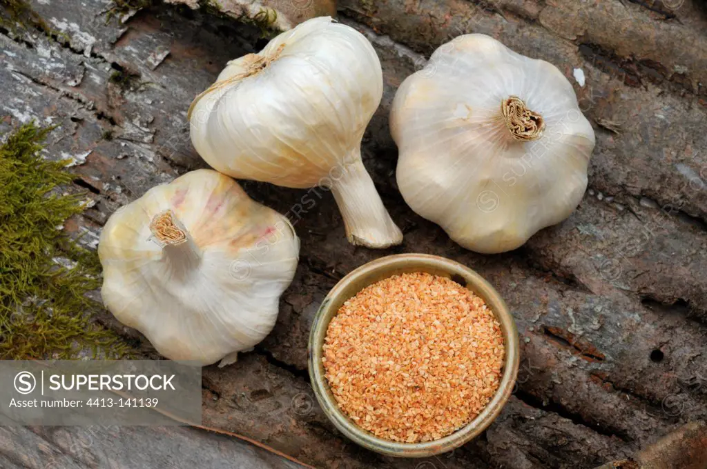 Garlic in a garden