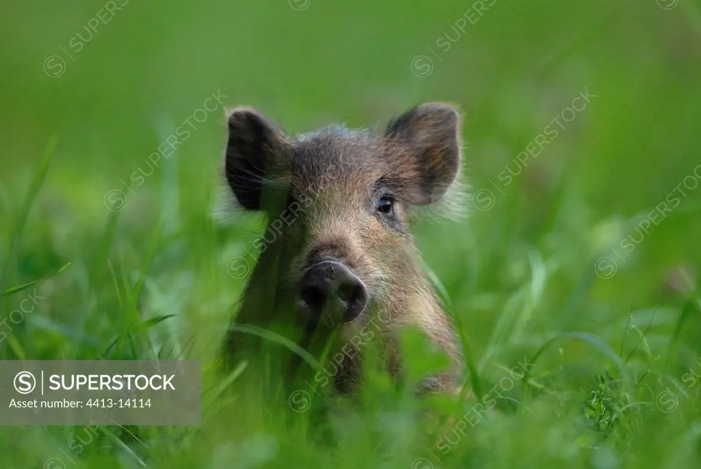 Portrait of Wild boar female in grass France
