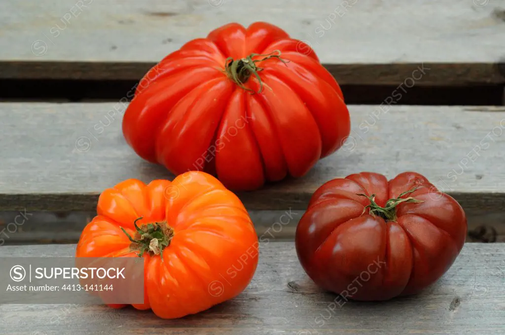 Tomatoes 'Coeur de Boeuf' in a garden