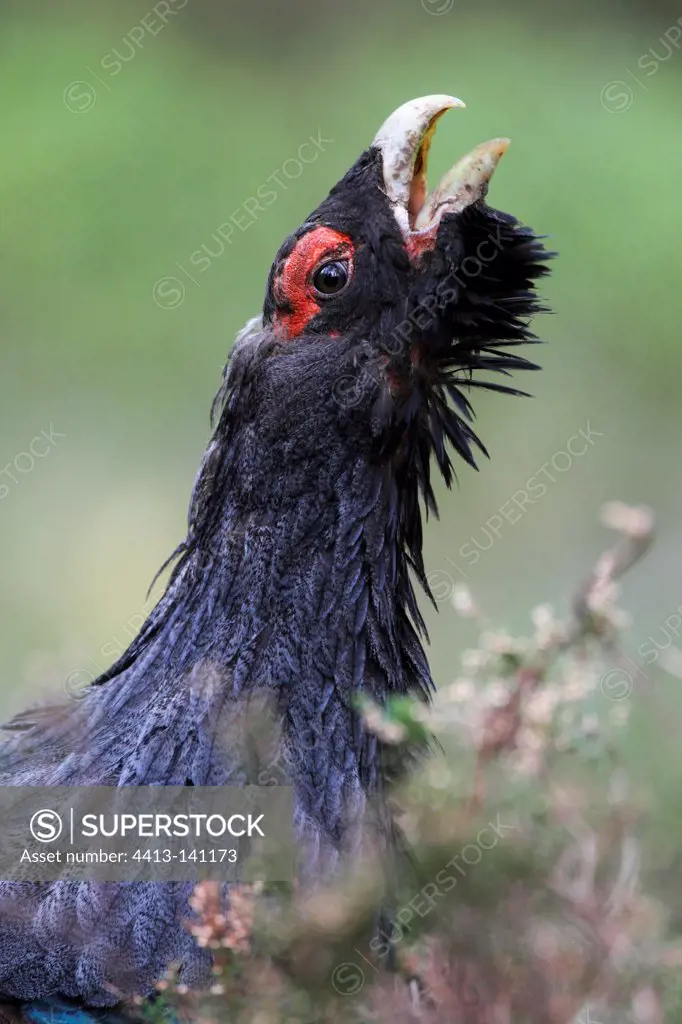 Male Capercaillie displaying at spring Scotland