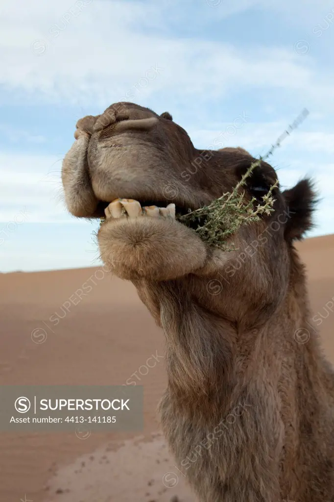 Portrait a Camel in the Draa Valley in Morocco