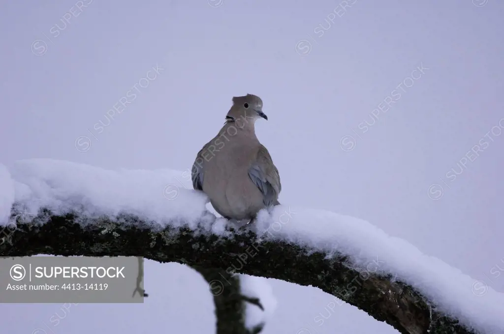 Eurasian collared Dove in winter France