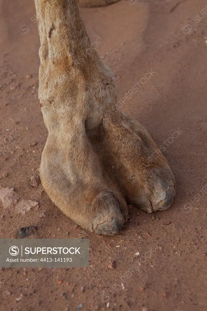 A Camel foot in the Draa Valley Morocco