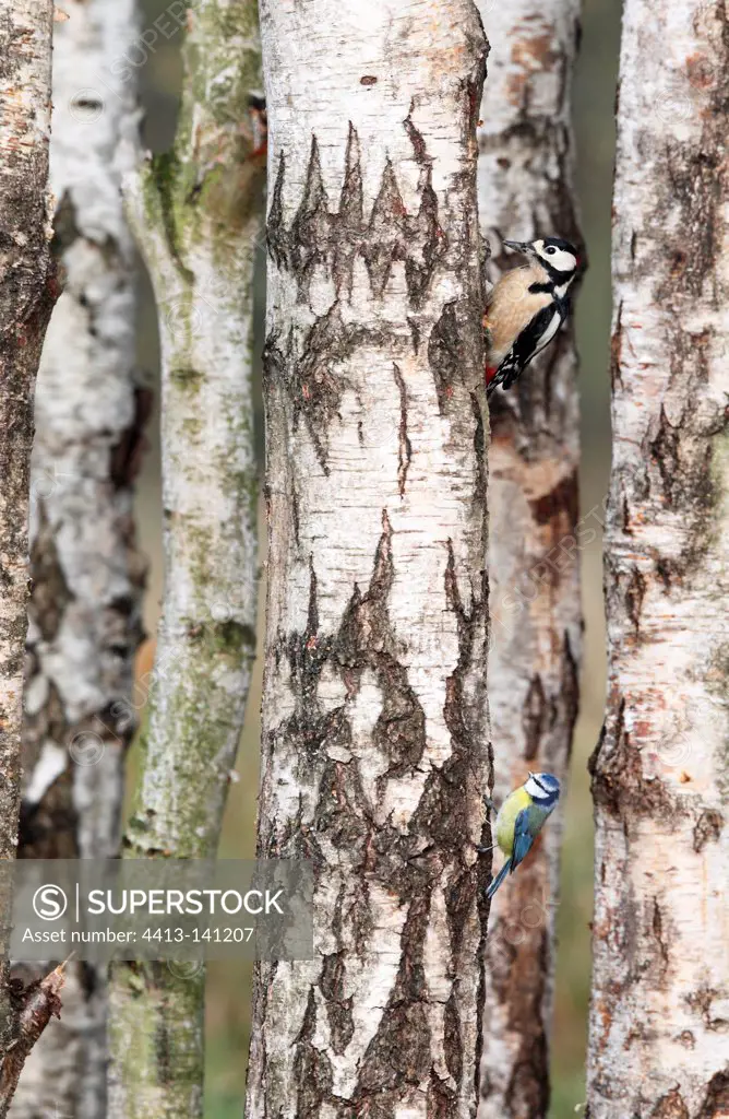 Male Great spotted woodpecker looking for food on birchs