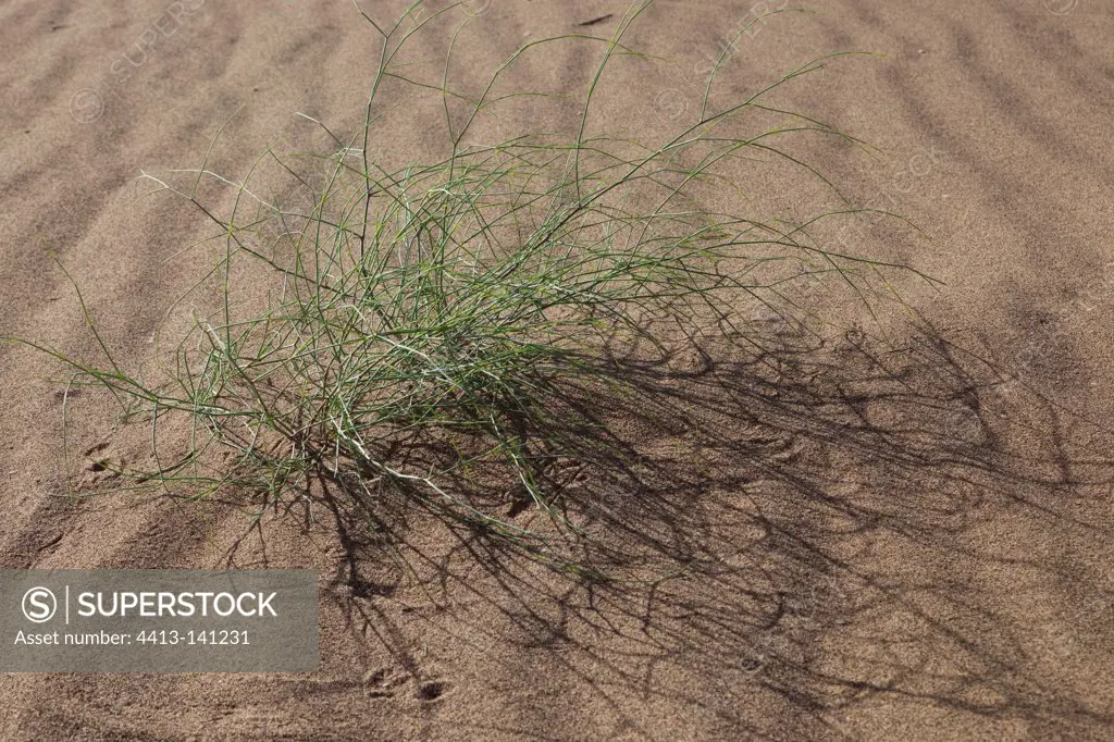 Plante in sand desert in the Draa Valley in Morocco
