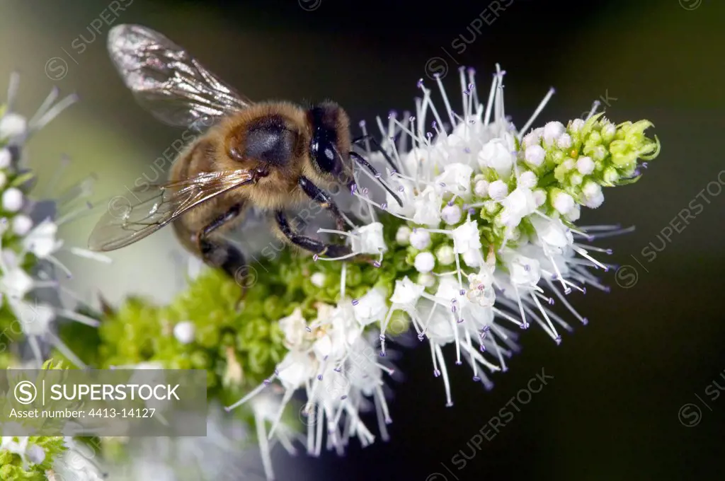Bee gathering nectar on a flower