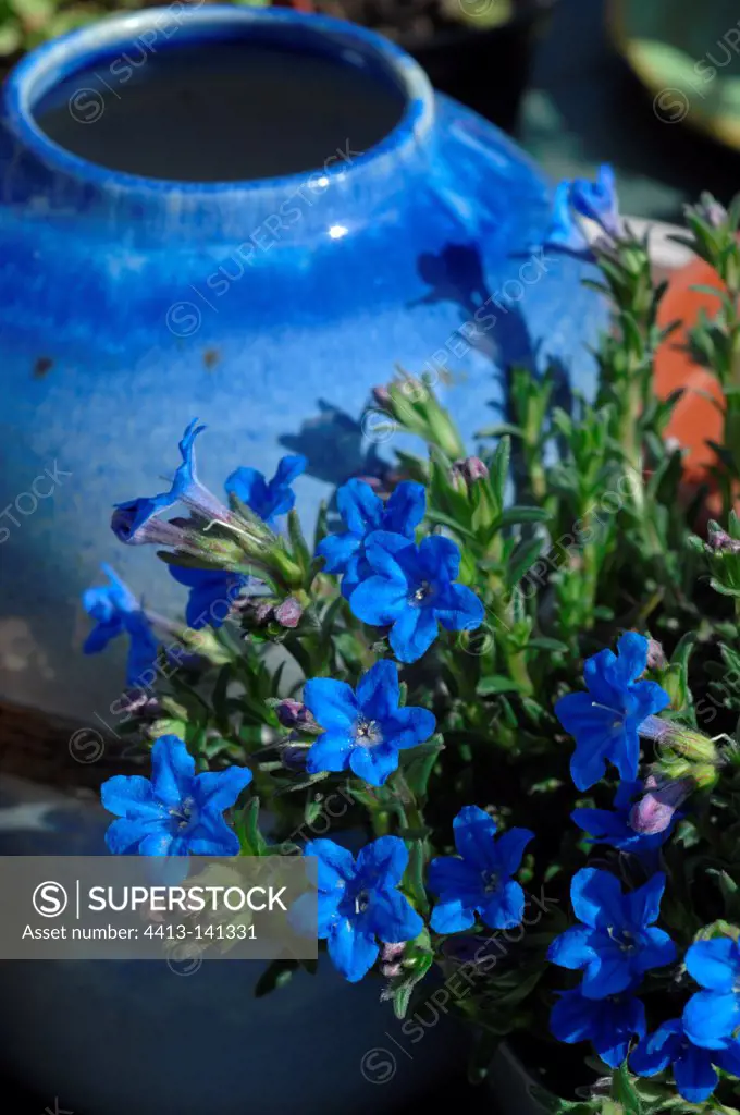 New eden 'heavenly blue' in bloom in a pot in a garden