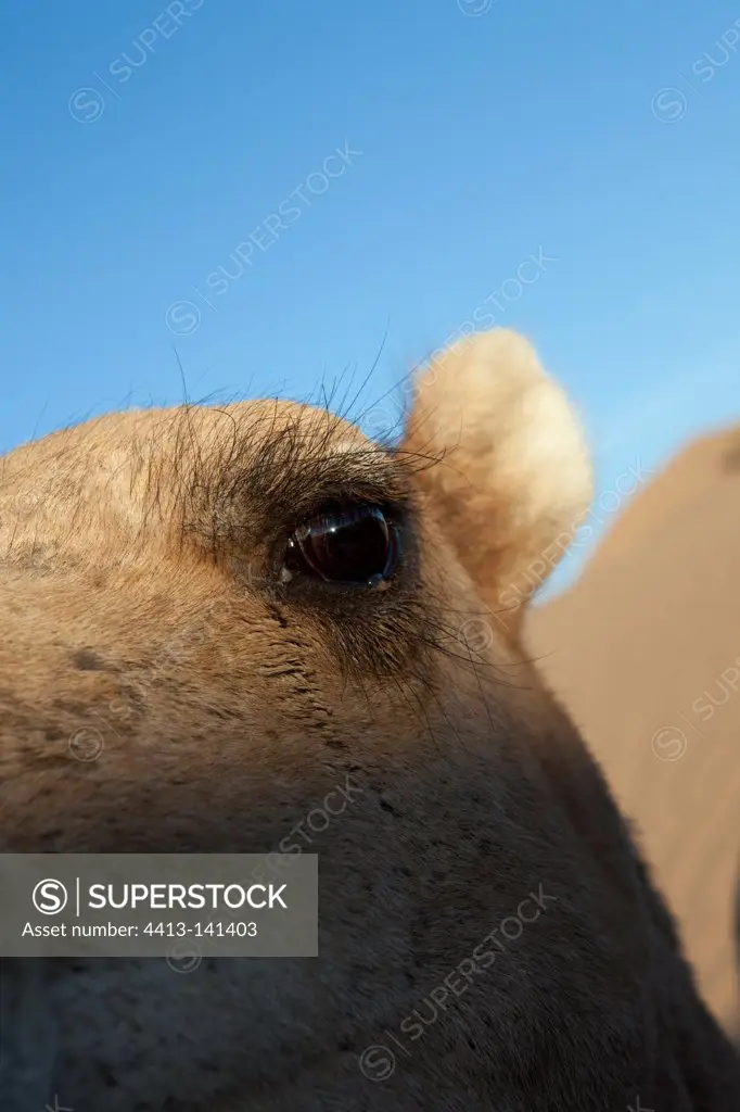Close-up of the eye of a Camel Draa Valley in Morocco