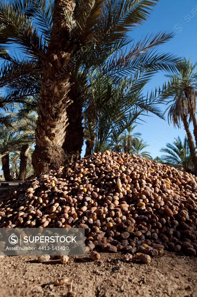 Palm and dates in the Draa Valley in Morocco