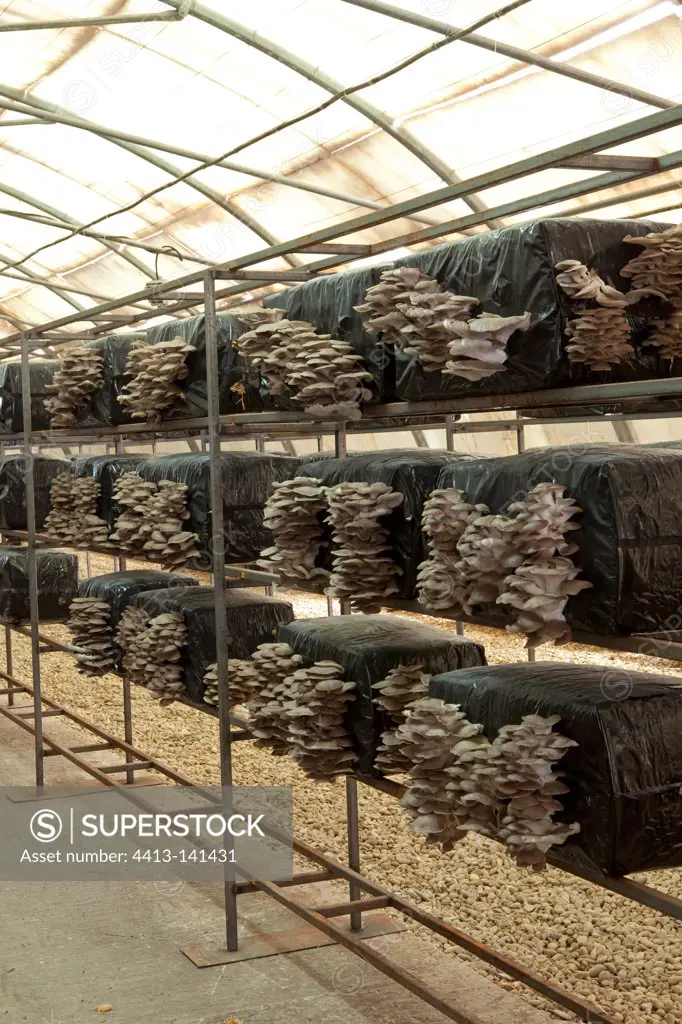 Oyster mushrooms in greenhouses in Tricastin France
