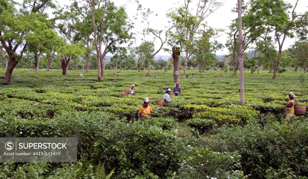 Women picking tea in Kaziranga in Assam India