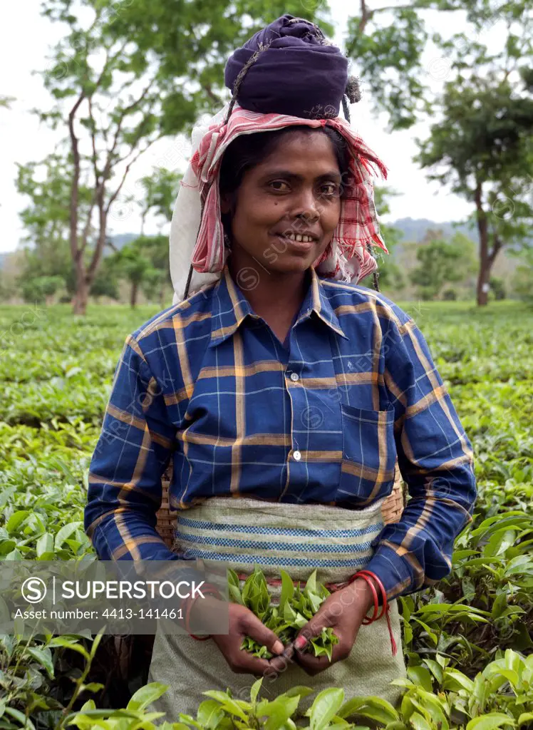 Assam woman picking tea leaves Kaziranga India