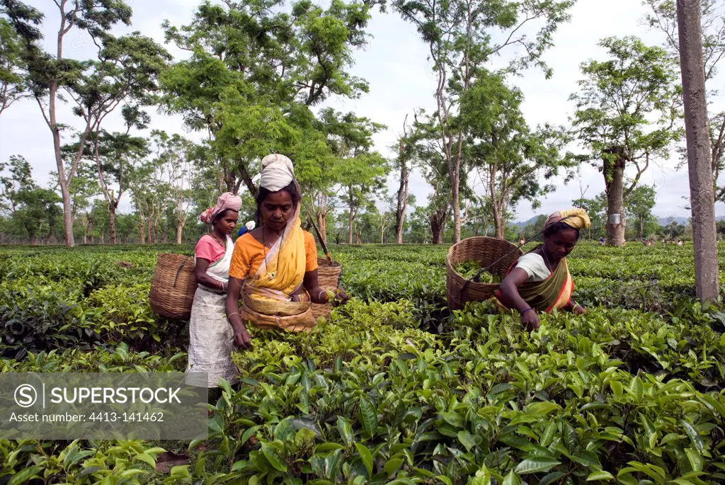 Assam women picking tea leaves Kaziranga India