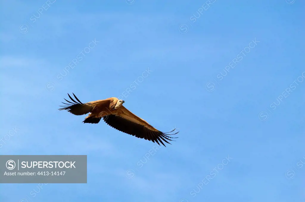 Griffon vulture flying Spain