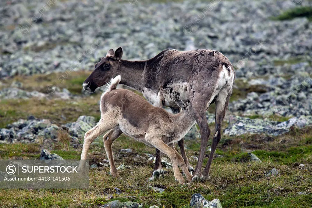 Caribou Forest sucking young mother Quebec