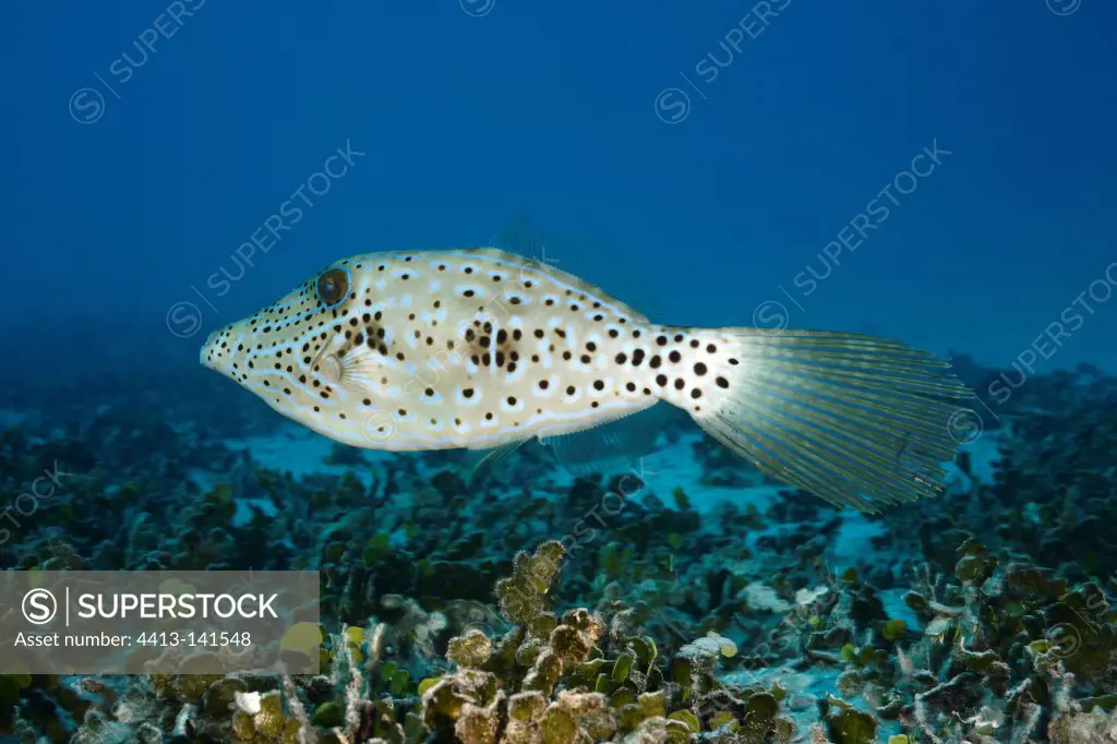 Scrawled Filefish swimming in Tahiti