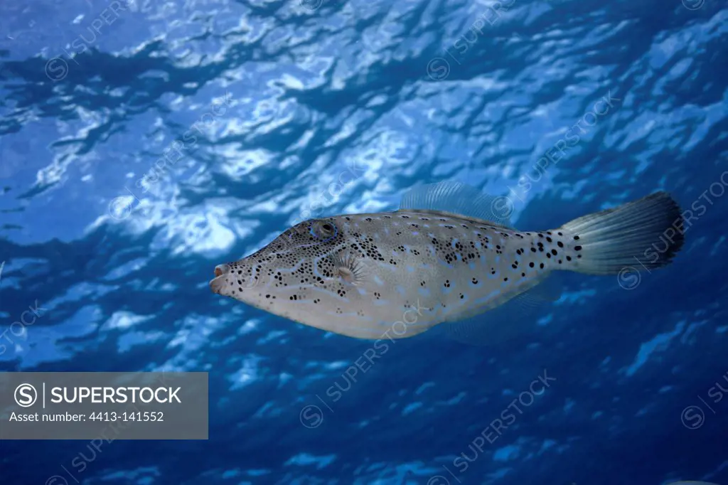 Scrawed filefish swimming in Tahiti