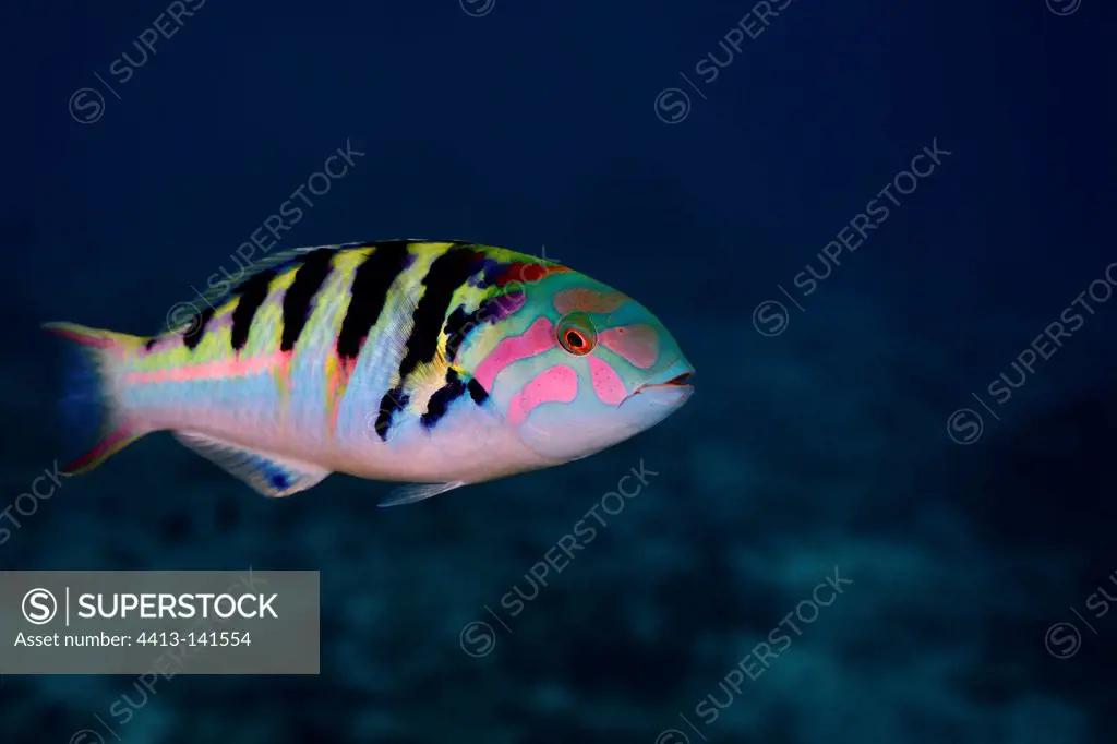 Portrait of a Six-banded wrasse in Tahiti