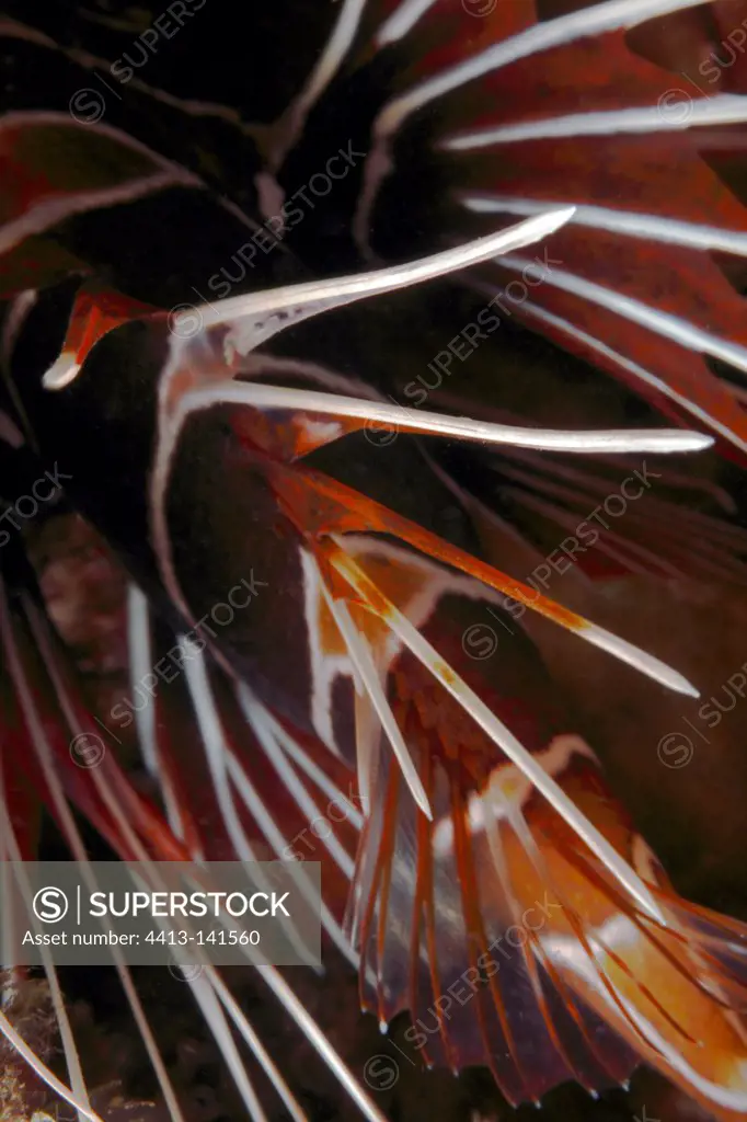 Closeup of a stripe of a Radial firefish in Tahiti
