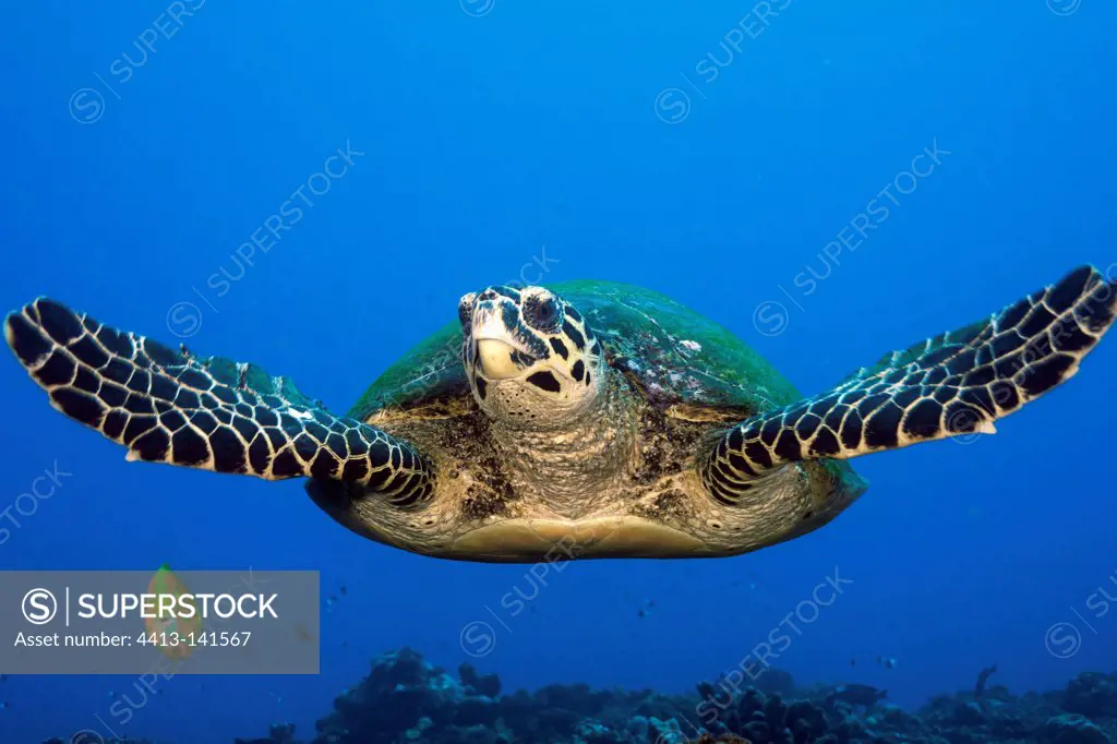 Hawksbill Turtle in Tahiti in Polynesia