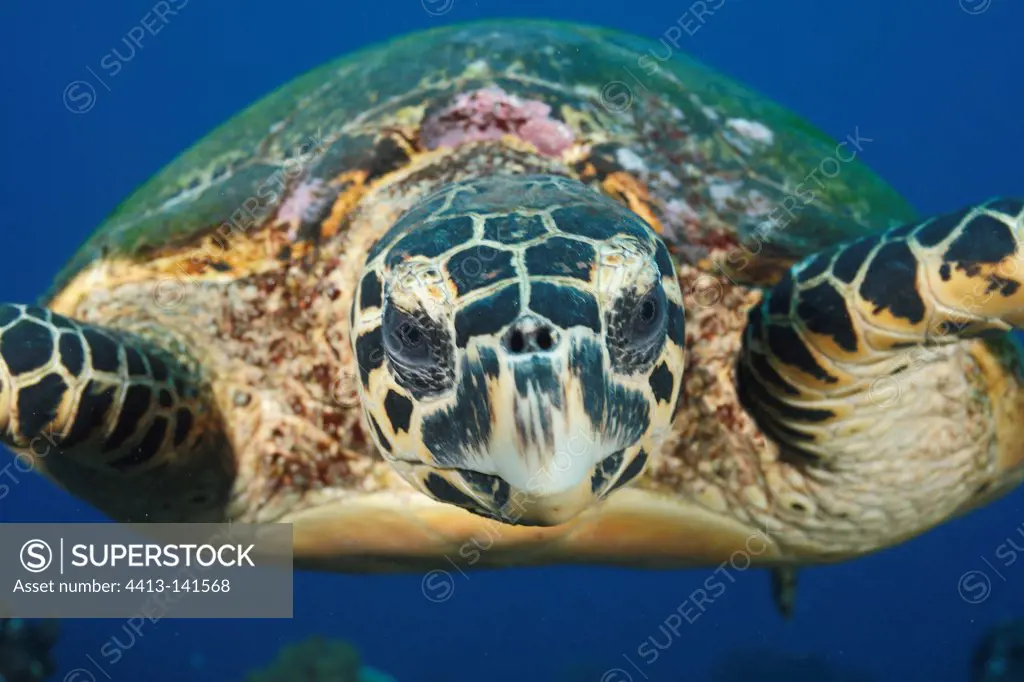 Hawksbill Turtle in Tahiti in Polynesia
