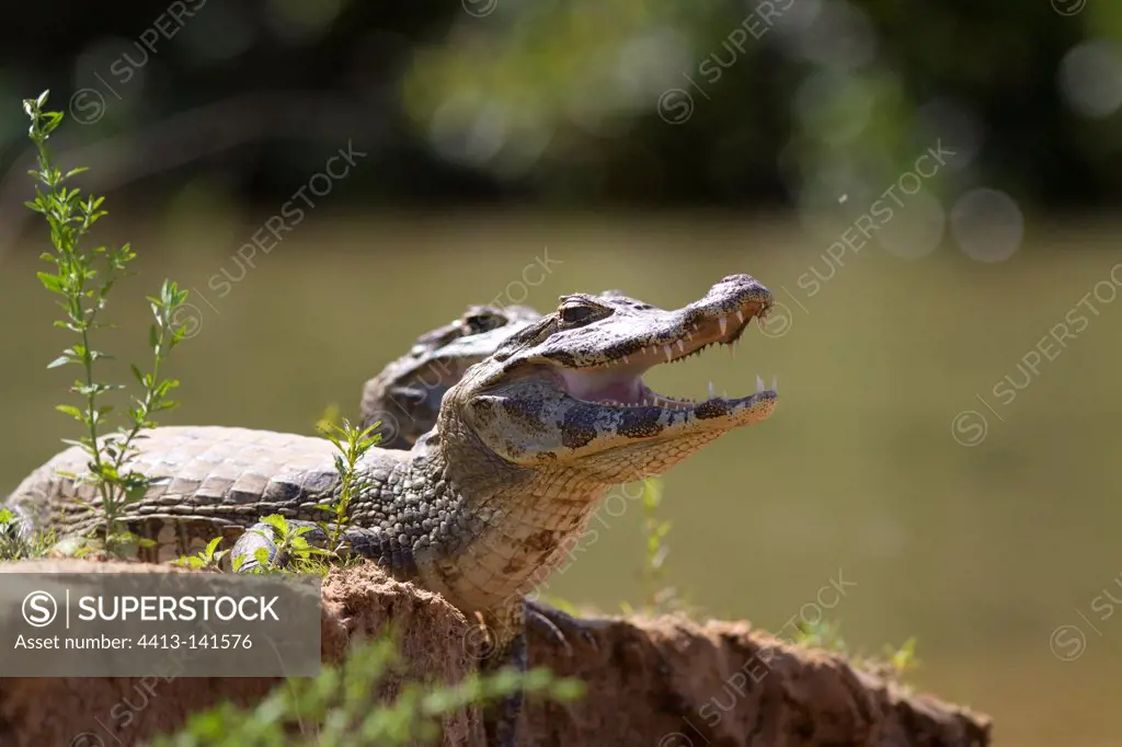 Spectacled caimans on bank Pantanal Brazil