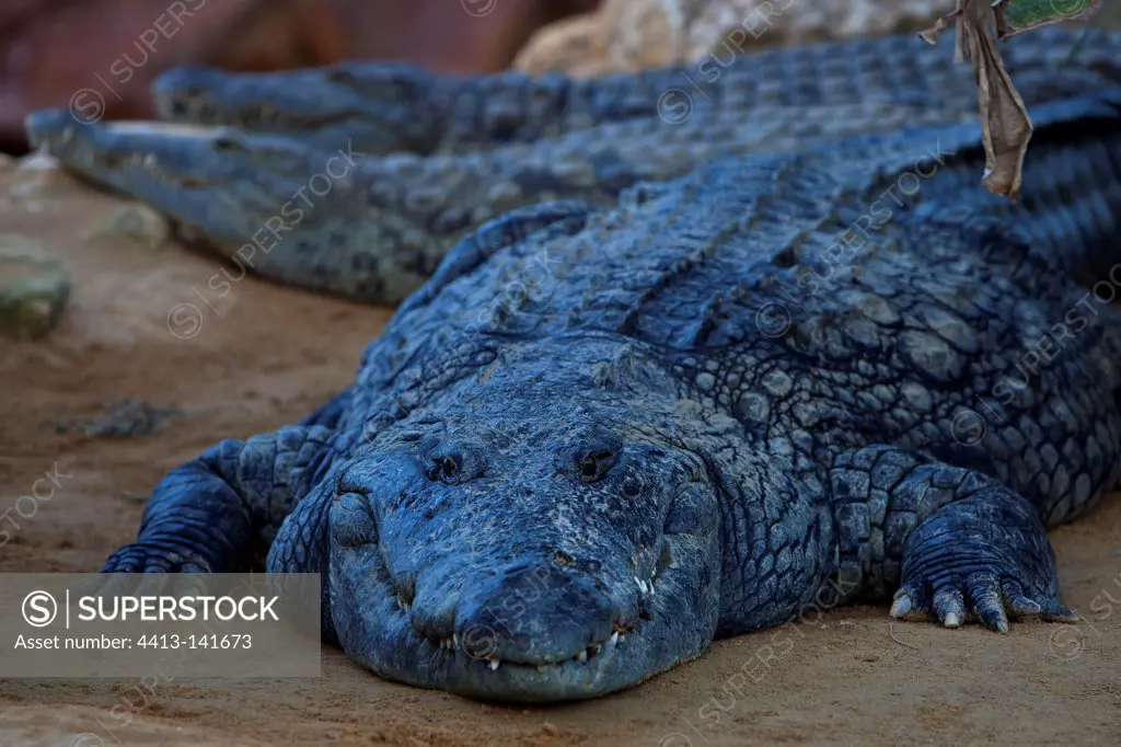 Nile crocodiles resting Crocodile Farm France