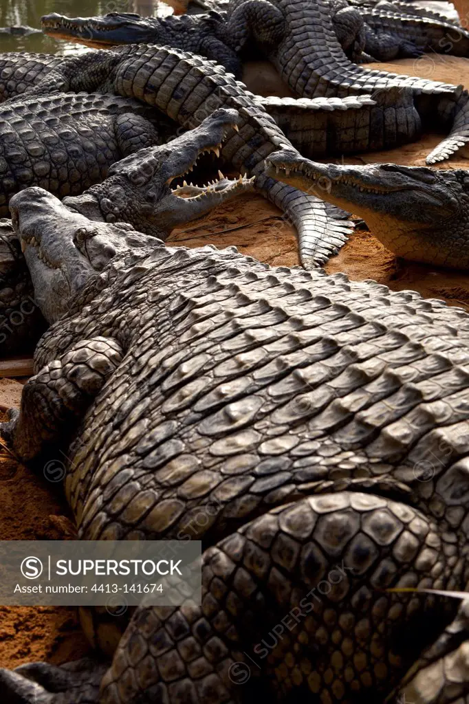Nile crocodiles resting Crocodile Farm France
