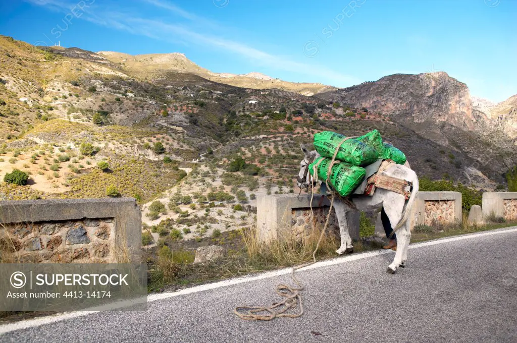 Loaded mule at the edge of a road Andalucia Spain