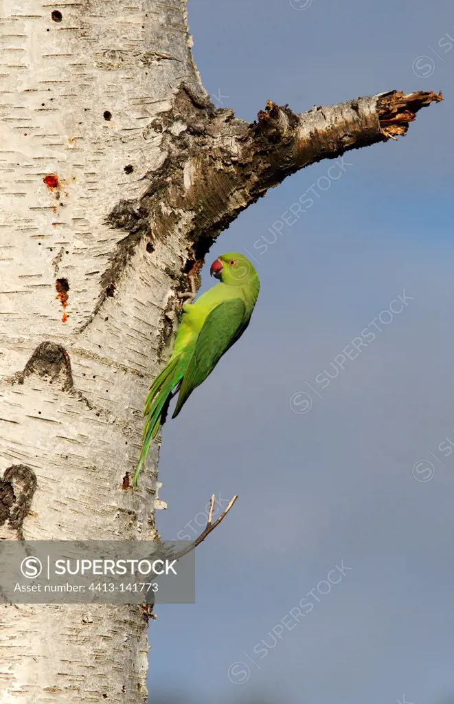 Ring-necked Parakeet perched on the trunk of a birch GB