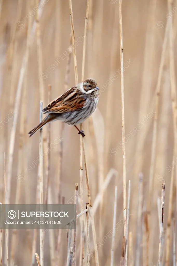 Male Reed bunting perched on a phragmite in winter GB