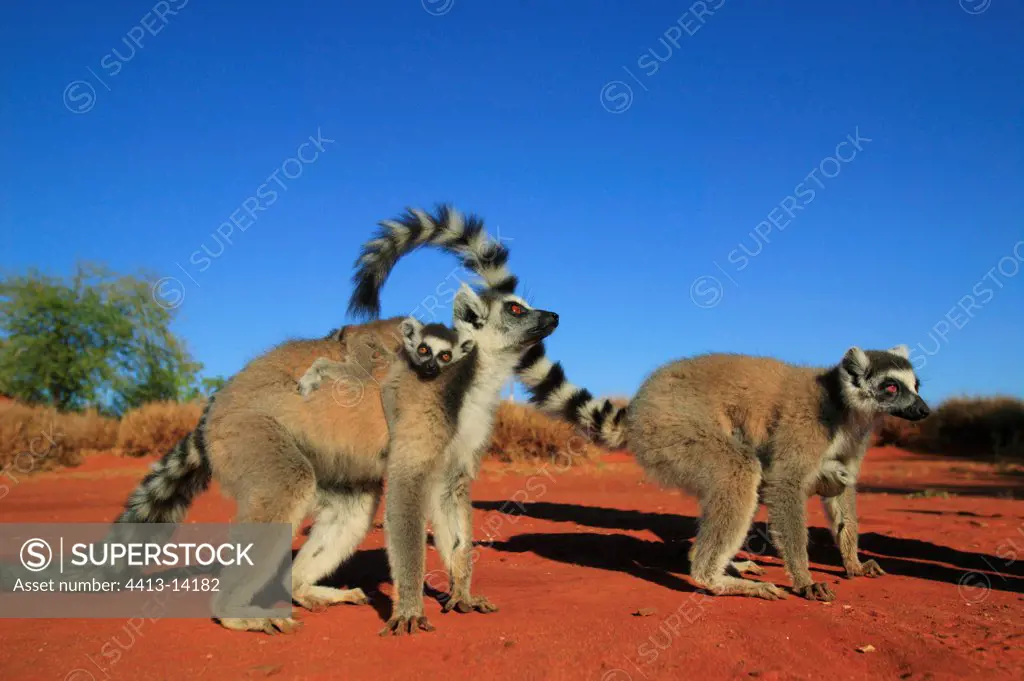 Femelle Ringed-tailed Lemur and young Reserve of Berenty