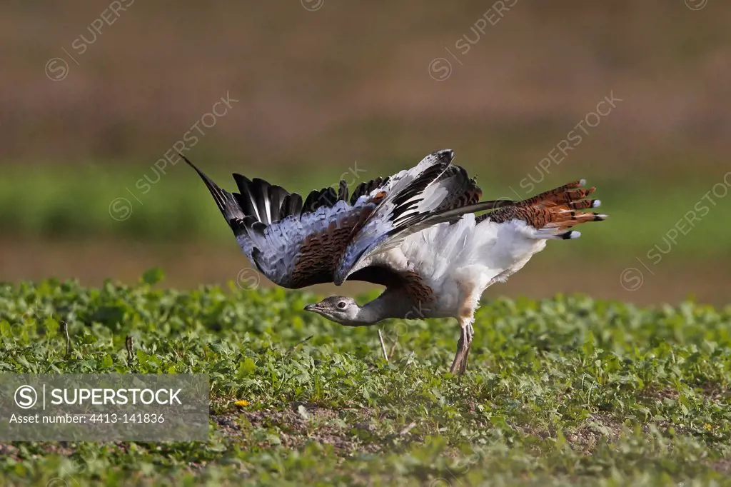 Female Great Bustard stretching her wings GB