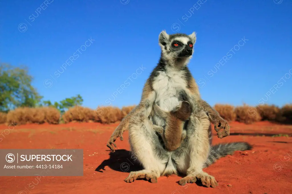 Femelle Ringed-tailed Lemur and young Reserve of Berenty