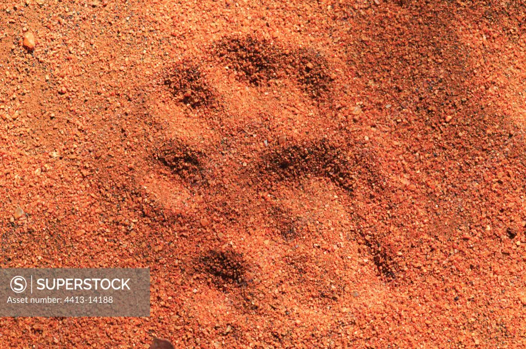 Footprint of Ringed-tailed Lemur Reserve of Berenty