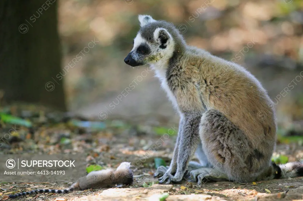 Ringed-tailed Lemur female and young dying Berenty