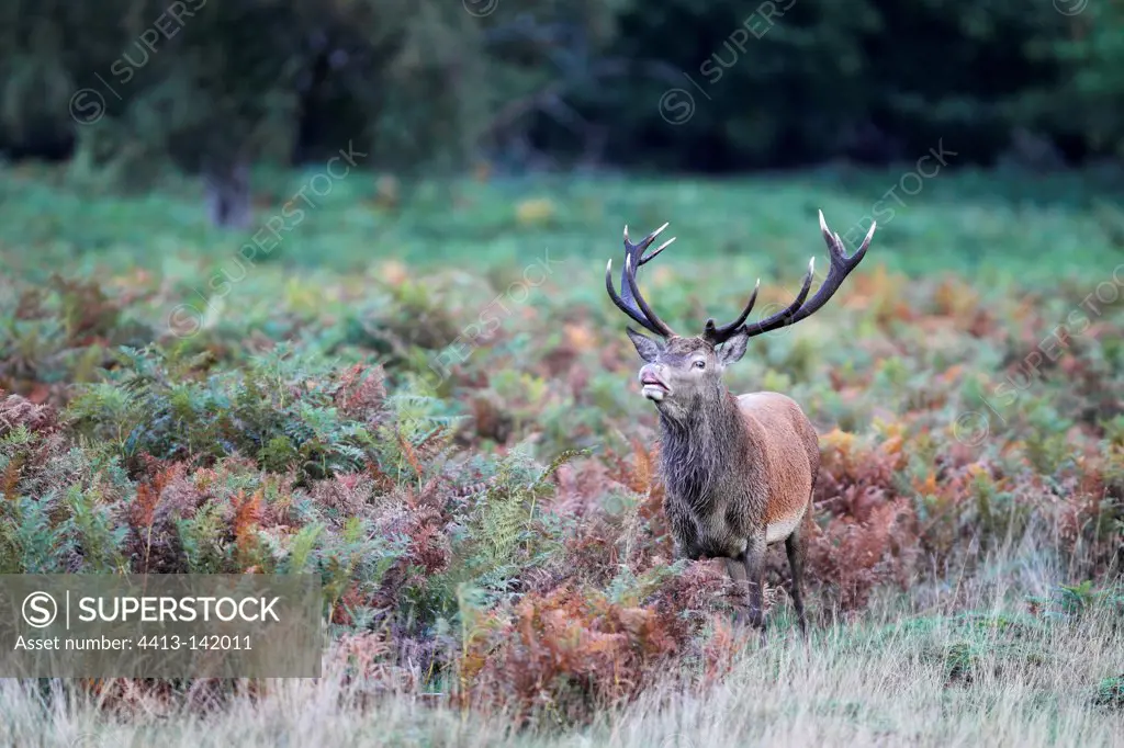 Male Red Deer tating the air in autumn GB