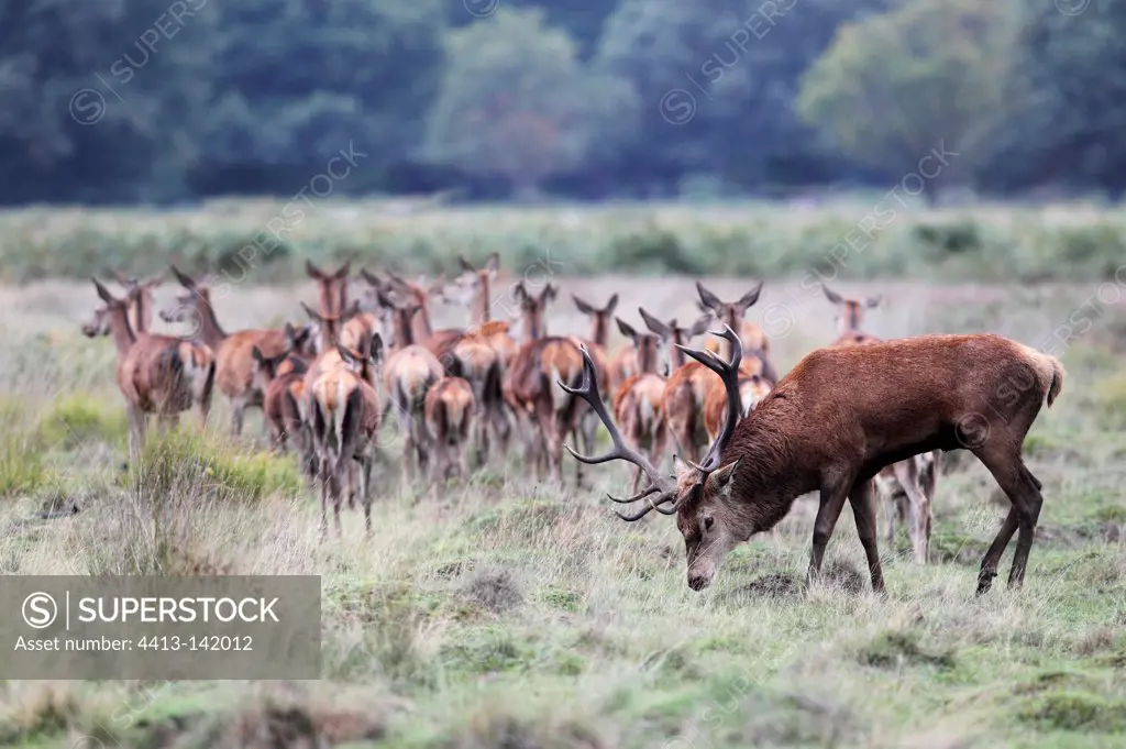 Male Red Deer & its harem in autumn GB