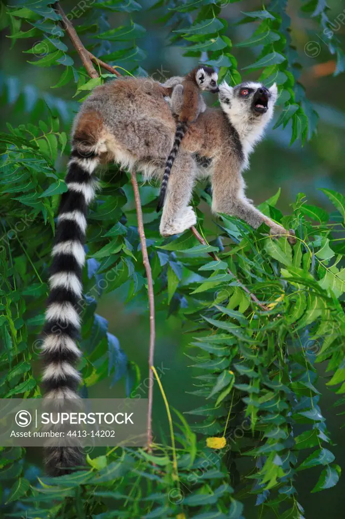 Ringed-tailed Lemur female and young Berenty reserve